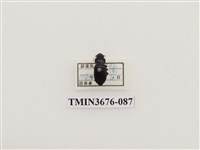 藏品(步行蟲(2))的圖片